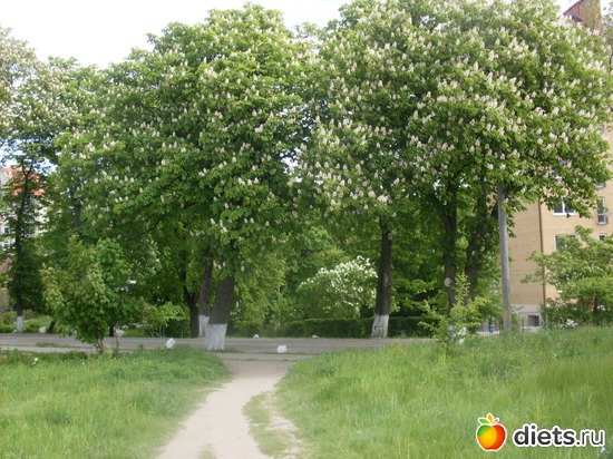 ������ �������, ������: ����