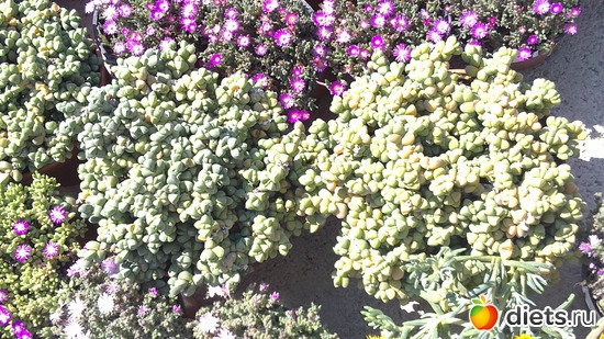 29 ����: raznoe