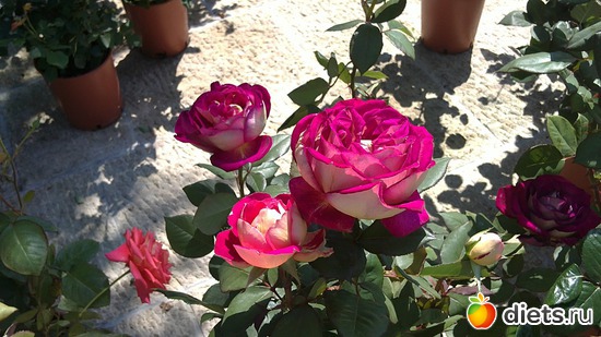 33 ����: raznoe