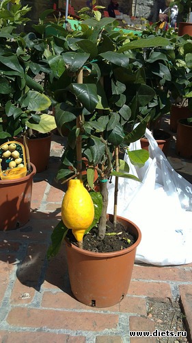 21 ����: raznoe