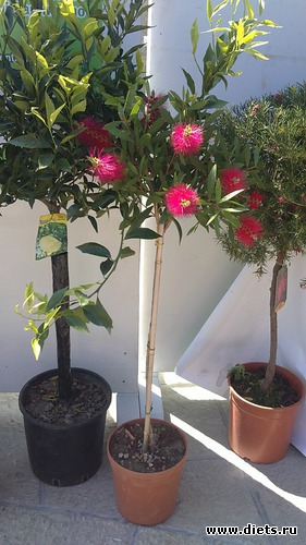 8 ����: raznoe