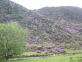 gora s rododendronami
