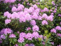rododendron