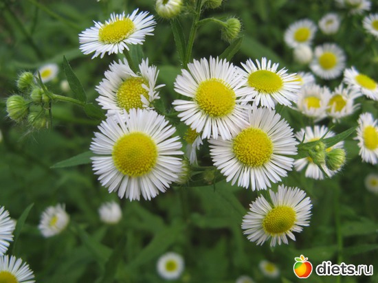 1 фото: Фото