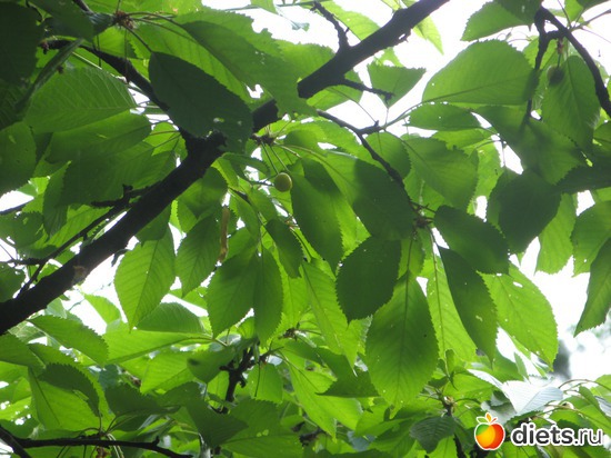 2 фото: Фото