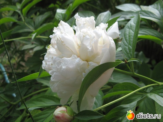 3 фото: Фото