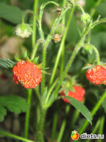 4 фото: Фото