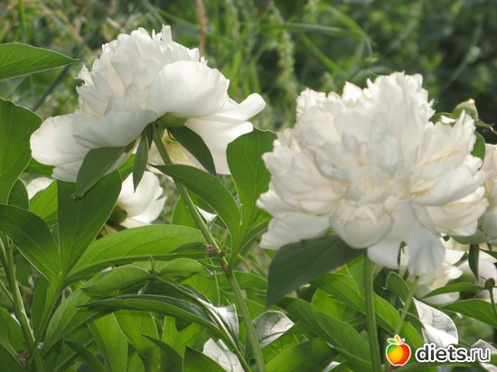 5 фото: Фото