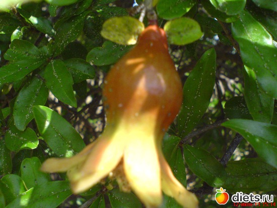 ��� ��������� �����, ������: ��� �����