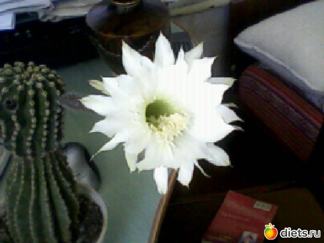 УРА! Мой кактус цветет, альбом: Мой альбомчик