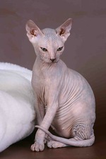 Малявки донского сфинкса! Ищут хозяев))