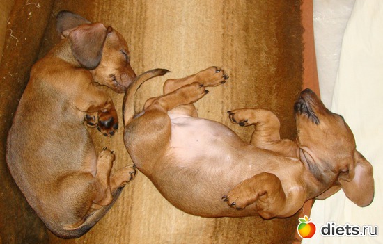 4 фото: Такие разныеТаксы....