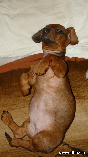 Моя Артемида, альбом: Такие разныеТаксы....