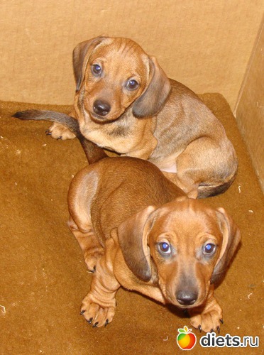 две сестрички), альбом: Такие разныеТаксы....