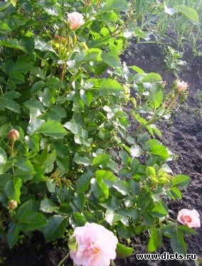 �������� ���� 2011 �� �������