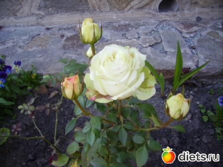 �������� ���� 2011 ������� �� ���� ��������