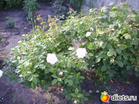 �������� ���� 2011