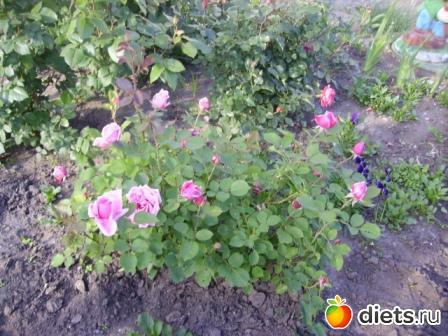 �������� ���� 2011 ������� ����