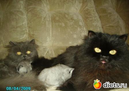 ��������� �����:���� ����, ���� ���� � � � ����