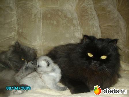 ��� �����