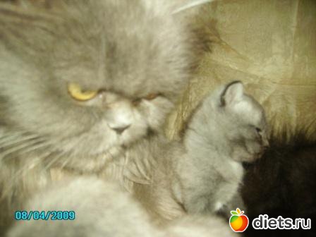 ��� �����