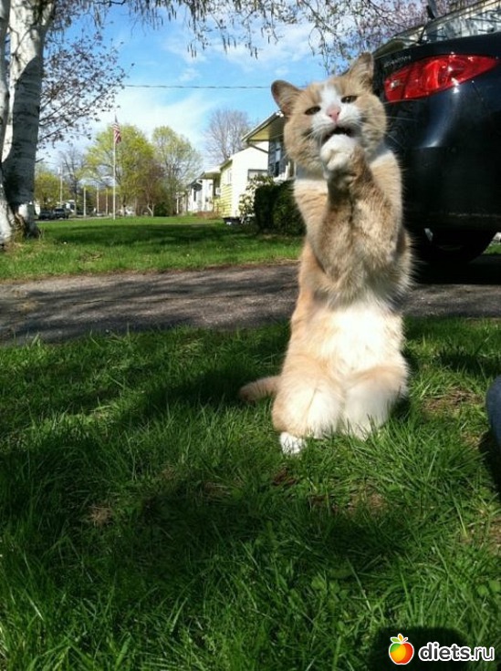 10 фото: Улыбнитесь новому дню!