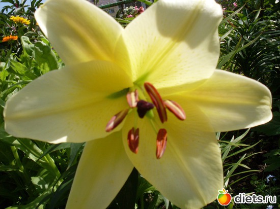 �������� ��� ���� ���������, ������: ����