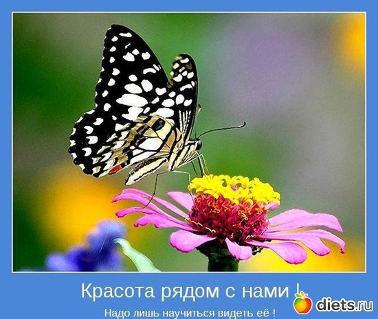 38 ����: ����������