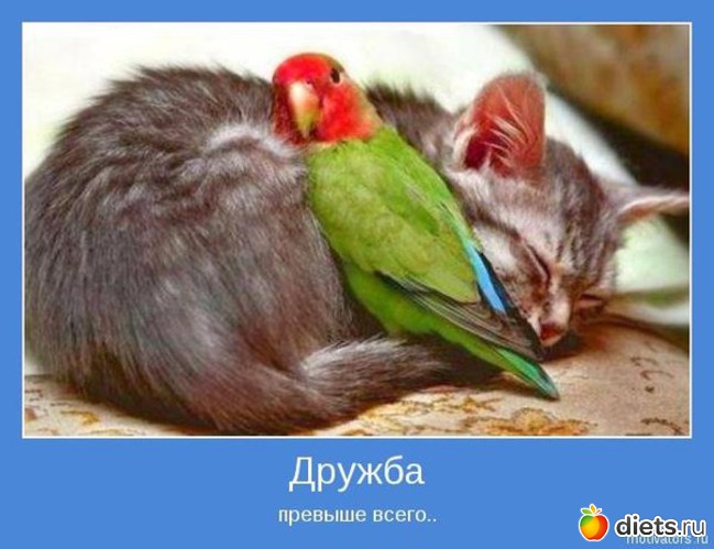 41 ����: ����������