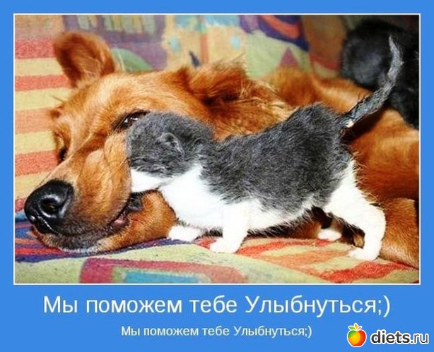 51 ����: ����������