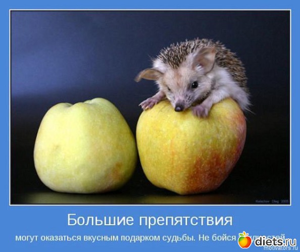 55 ����: ����������