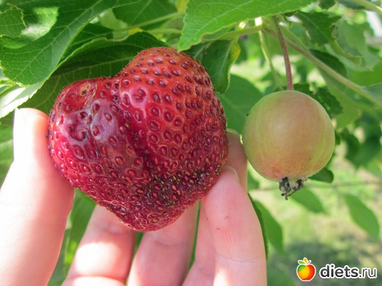 Клубничинка против ранетки, альбом: Я вижу