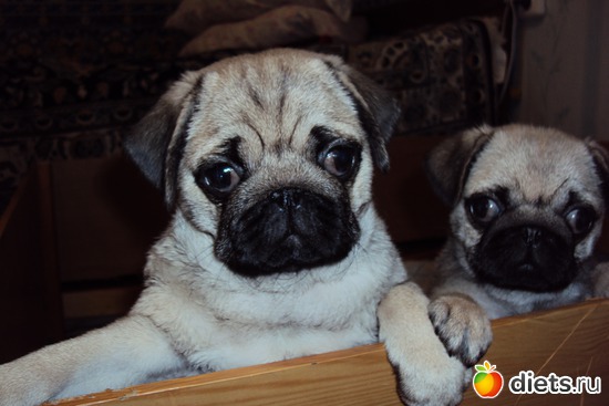 мосята-карапузята, альбом: Мопс