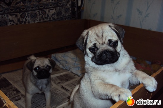 Флорида Голубая Лагуна, альбом: Мопс