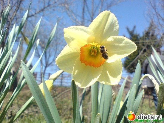 ������� � �����, ������: �������