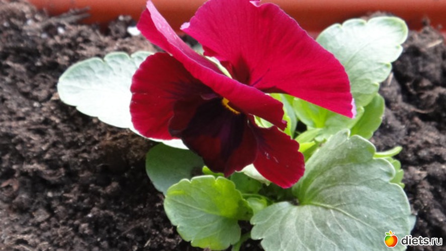 17 ����: ������� ����