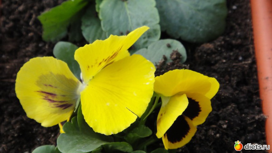 18 ����: ������� ����