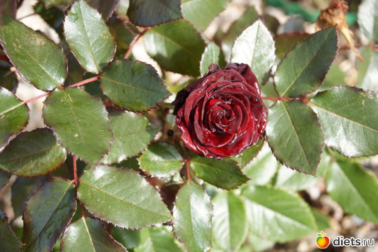 20 ����: ������� ����