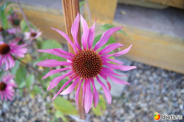 21 ����: ������� ����