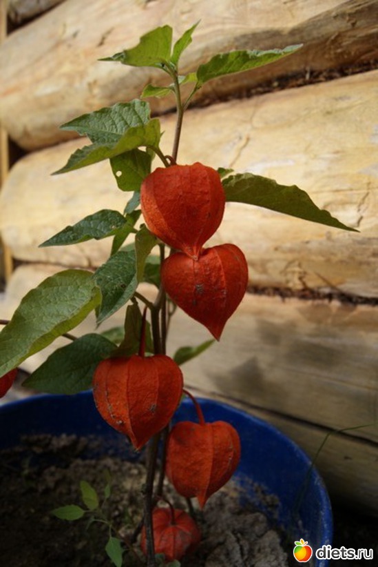 22 ����: ������� ����