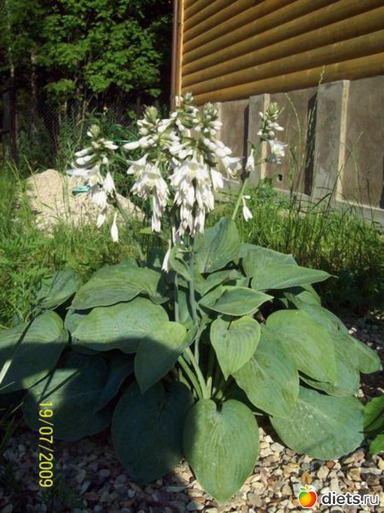 27 ����: ������� ����