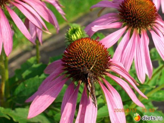 33 ����: ������� ����