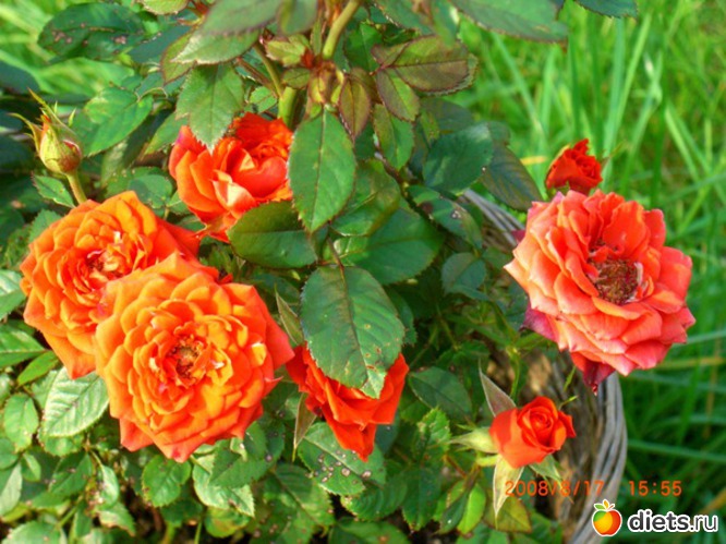 34 ����: ������� ����