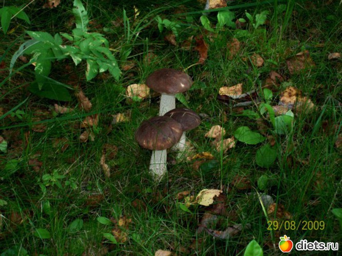 37 ����: ������� ����