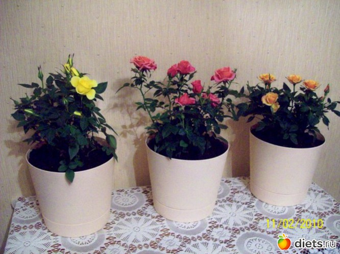 4 ����: ��� �����