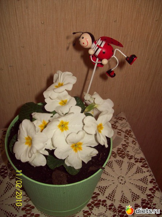 5 ����: ��� �����