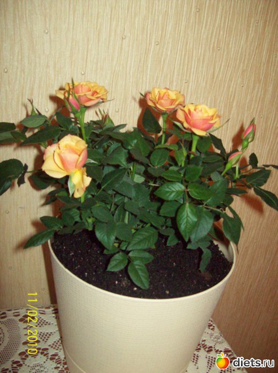 7 ����: ��� �����