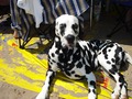 Макс