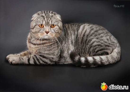 1 ����: ��� �������