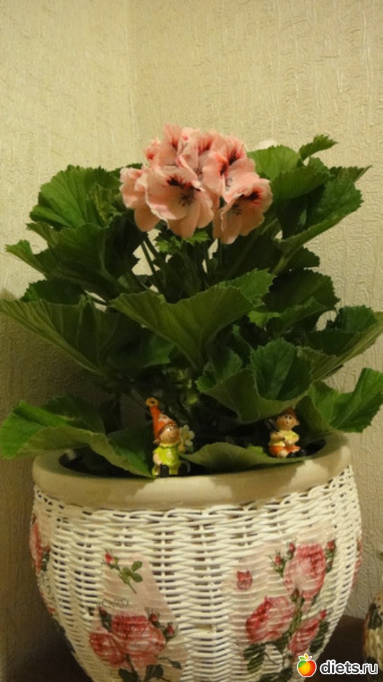 �����, ������: ��� �������